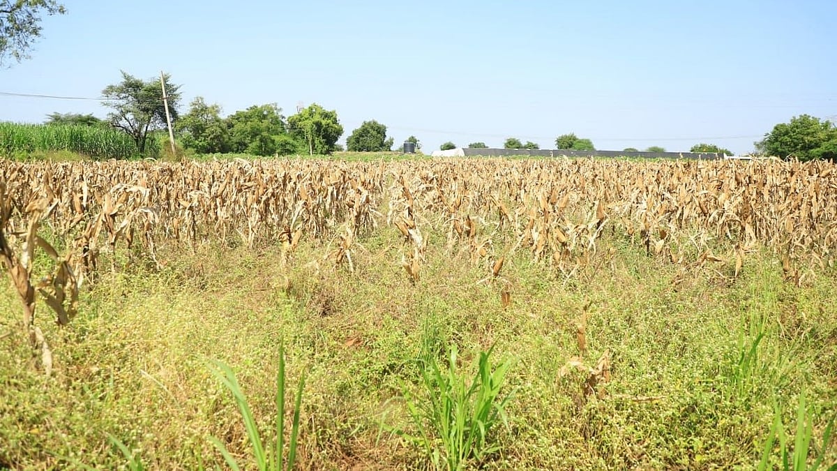 Nashik: Over 5 Lakh Hectares of Crops Damaged, Administration Seeks ₹485 Crore Aid